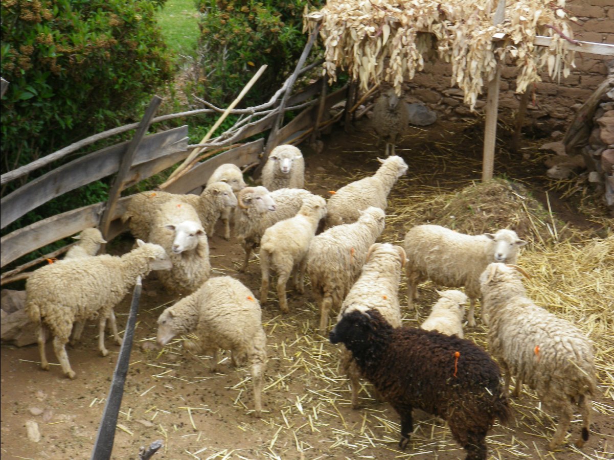 Island Amantani21